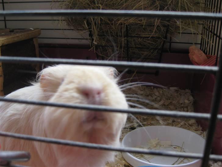 Marsvin Dolce - Jeg vil altså godt ud igen!! billede 11