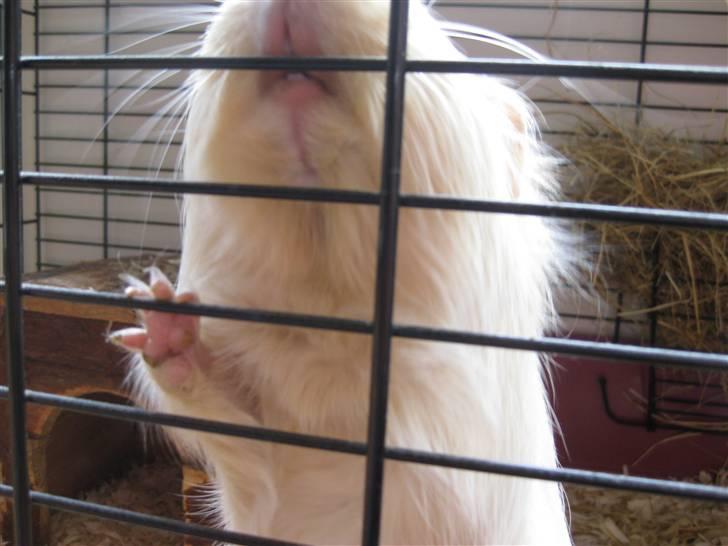 Marsvin Dolce - LUK MIG UUUUUUUUD!! billede 12