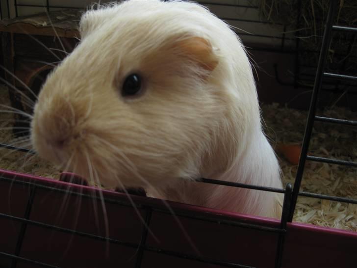 Marsvin Dolce - Ku du hjælpe lidt,..måske?? billede 13