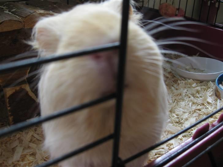 Marsvin Dolce - Tremmerne skal DØØØ!!! billede 14