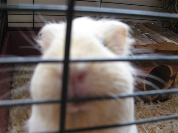 Marsvin Dolce - Tar du billede nu?? billede 15