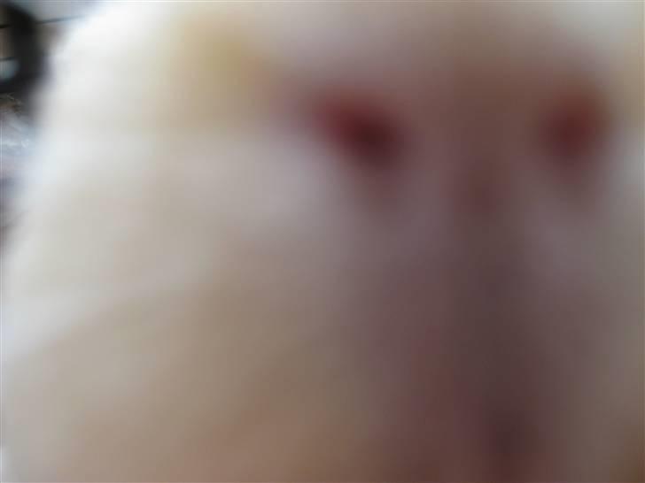 Marsvin Dolce - Mon det kan spises??? billede 16