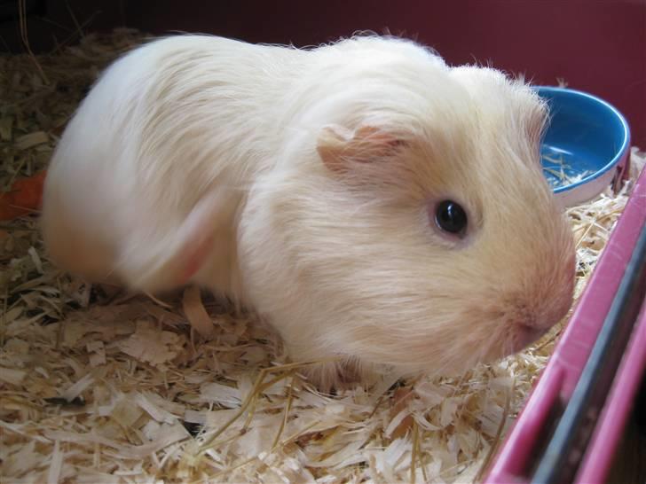 Marsvin Dolce - ARRRGH det KLØR!!!! billede 17