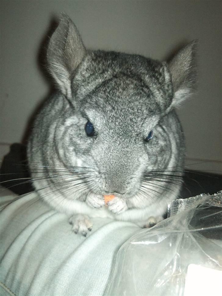 Chinchilla Blobber <3 Solgt billede 14