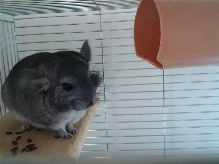 Chinchilla Blobber <3 Solgt billede 15