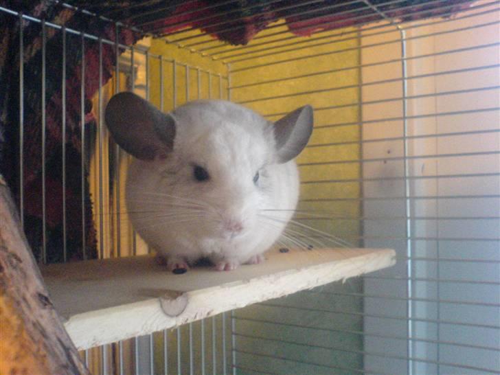 Chinchilla Duddi R.I.P <3 billede 3