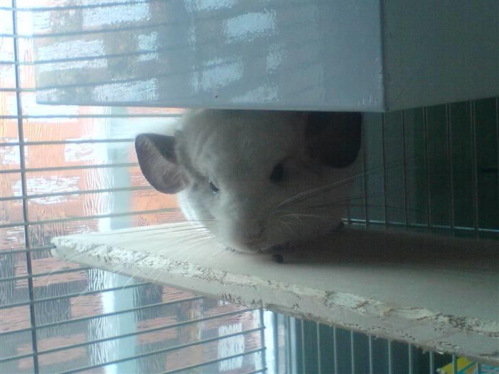 Chinchilla Duddi R.I.P <3 billede 4