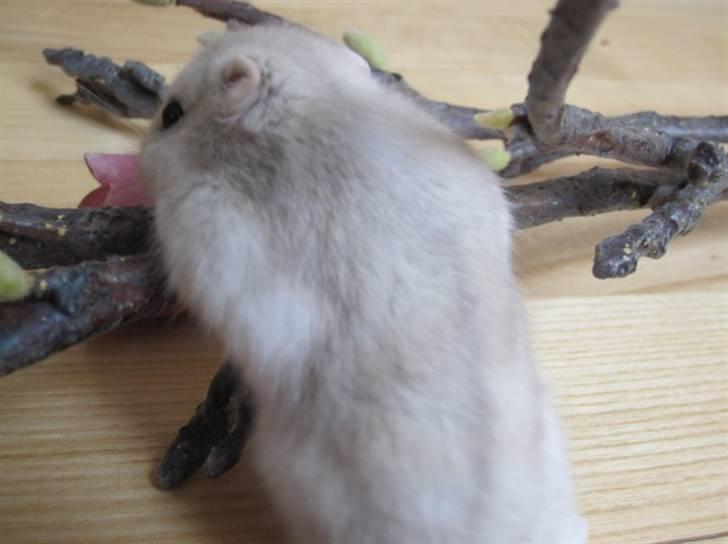 Dværghamster Manse - Snuser til en blomst og en gren. :D billede 10