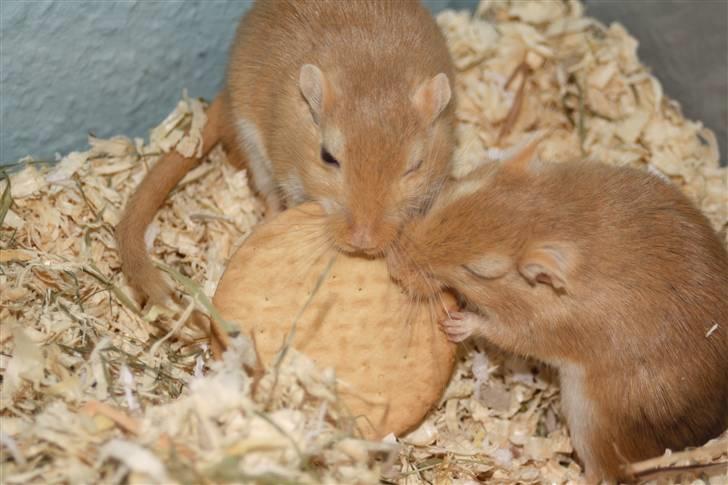 Ørkenrotte Chip - Mariekiks spiserne. De sloges om den, indtil de fik en hver :b Foto: Mig billede 15