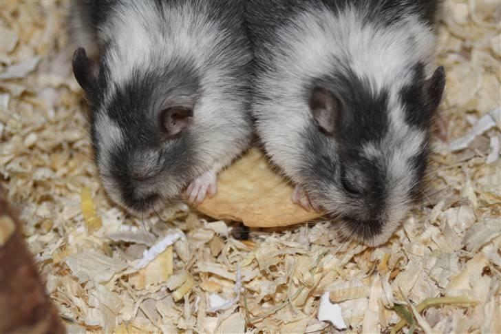 Ørkenrotte Manse R.I.P - Mariekiks spiserne. De sloges om den, indtil de fik en hver :b Foto: Mig billede 14