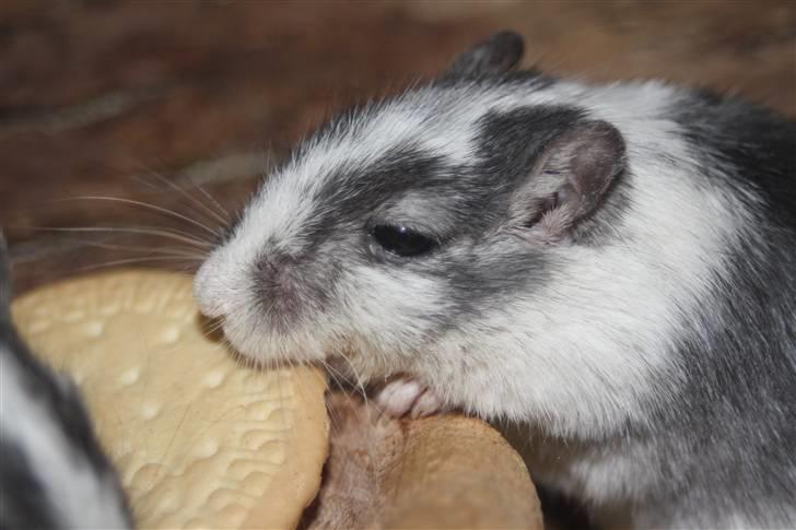 Ørkenrotte Manse R.I.P - Marie kiks spiseren. Nøøj, det var et hit! OBS de må dog ikke spise for meget, da det klumper sig sammen nede i maven ;i Foto: Mig billede 15