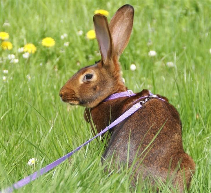 Kanin Sonora billede 1