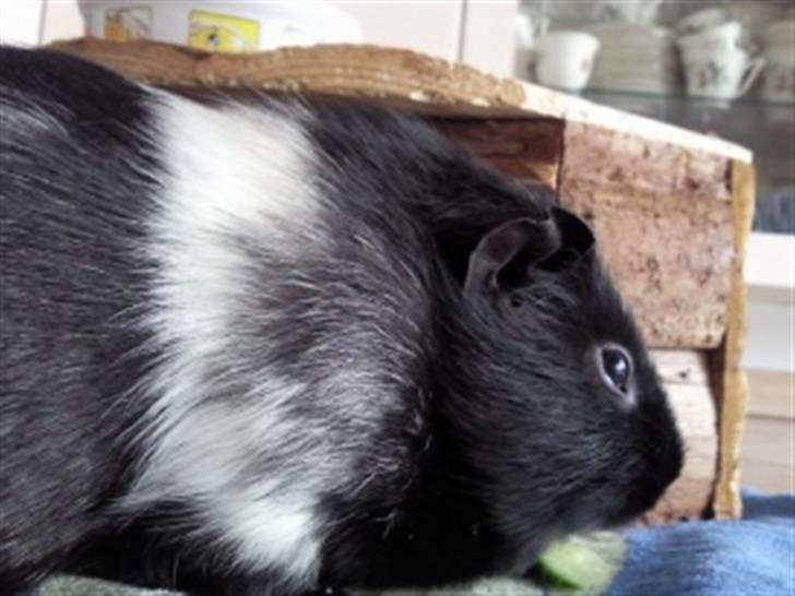 Marsvin Charly Mini Mand R.I.P billede 6