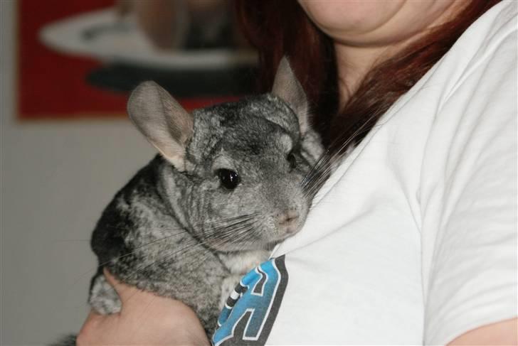 Chinchilla Jackson billede 1