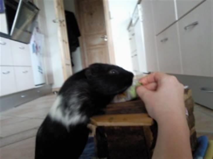 Marsvin Charly Mini Mand R.I.P billede 7