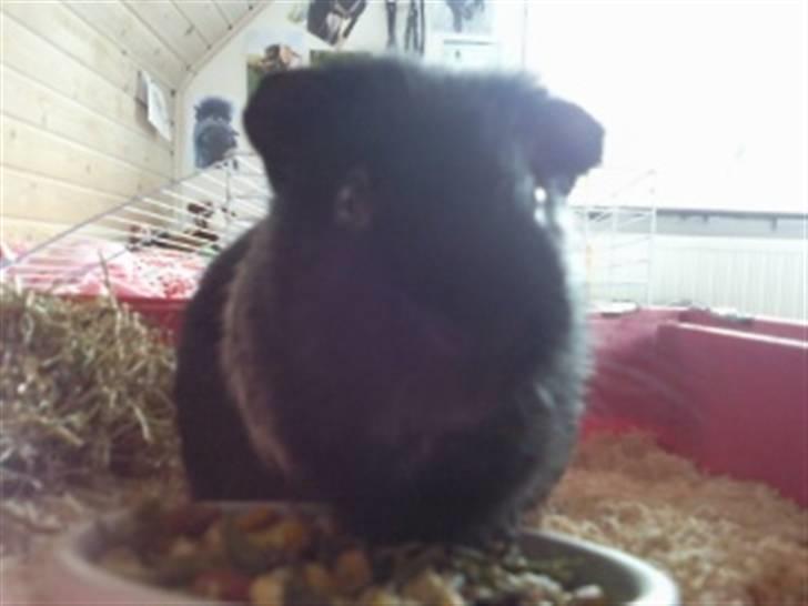 Marsvin Charly Mini Mand R.I.P billede 8