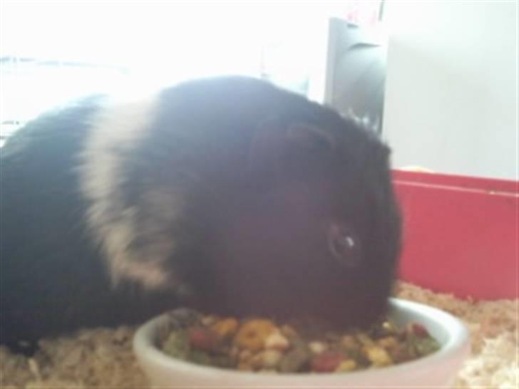 Marsvin Charly Mini Mand R.I.P billede 9