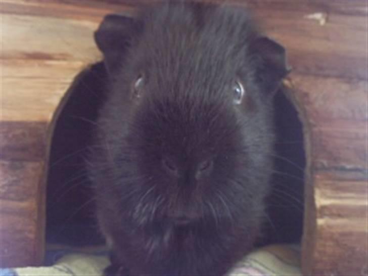 Marsvin Charly Mini Mand R.I.P billede 10