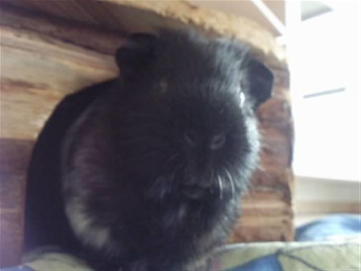 Marsvin Charly Mini Mand R.I.P billede 11