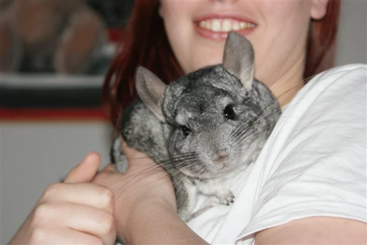 Chinchilla Jackson billede 3