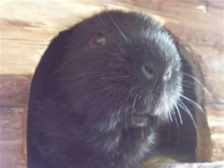 Marsvin Charly Mini Mand R.I.P billede 12