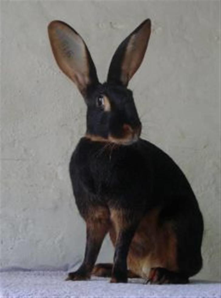 Kanin Savannah billede 1