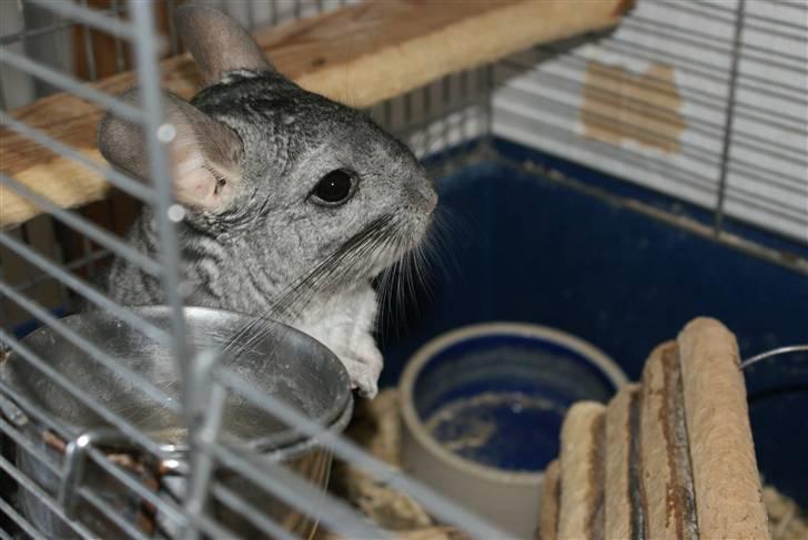 Chinchilla Jackson - Han har lige fået en rosin den lille bandit billede 4