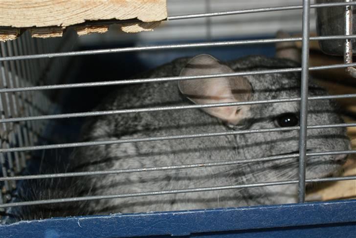 Chinchilla Jackson billede 5