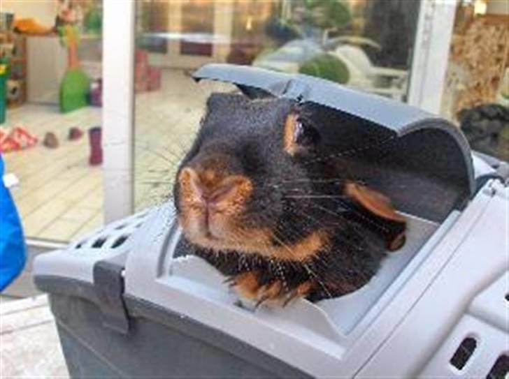 Kanin Savannah - Savannah (kælenavn: Sand) i sin kendte "sandkasse". ;) billede 2