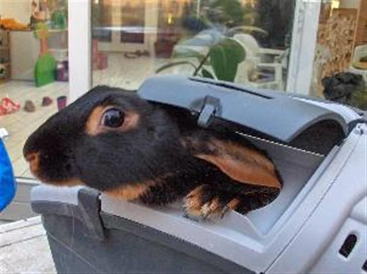 Kanin Savannah billede 3