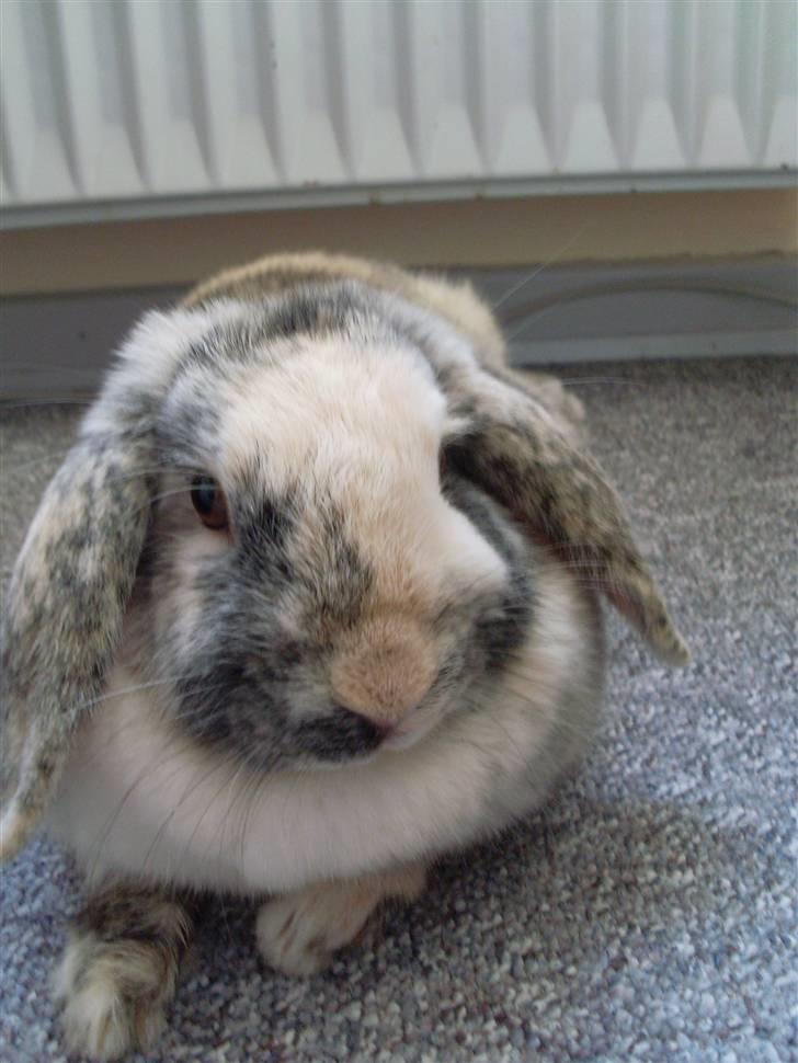 Kanin Hannibal R.I.P - Hanse :P Foto: mig billede 1