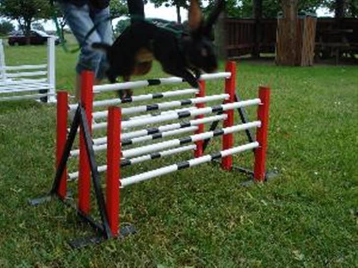 Kanin Savannah - Dejlige Savannah... Desværre har jeg ikke mange flere hopbilleder af hende i den højde. billede 4