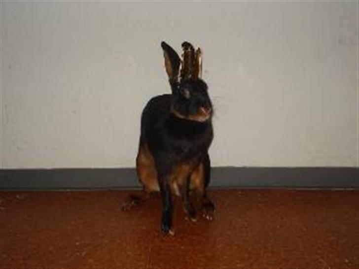 Kanin Savannah - Dronning Savannah. billede 5