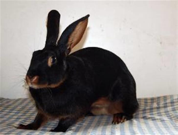 Kanin Savannah billede 6
