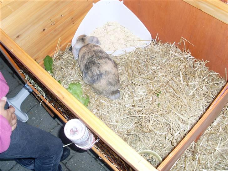 Kanin Hannibal R.I.P - Foto: mig billede 2
