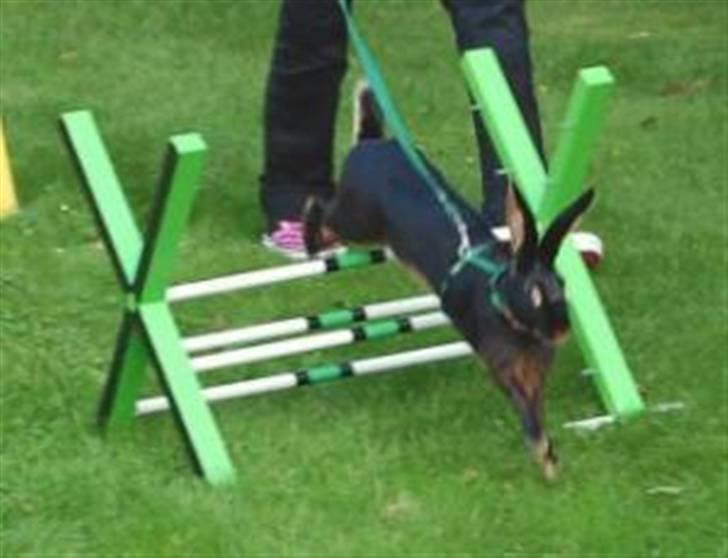 Kanin Savannah billede 7