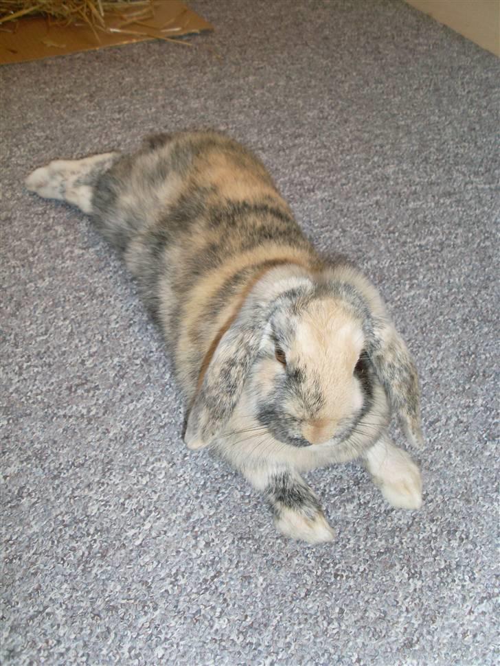 Kanin Hannibal R.I.P - Foto: mig billede 3