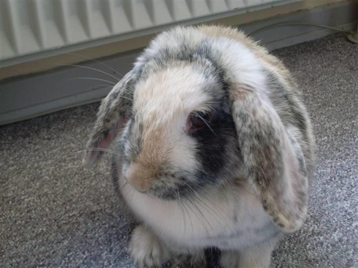 Kanin Hannibal R.I.P - Foto: mig billede 6