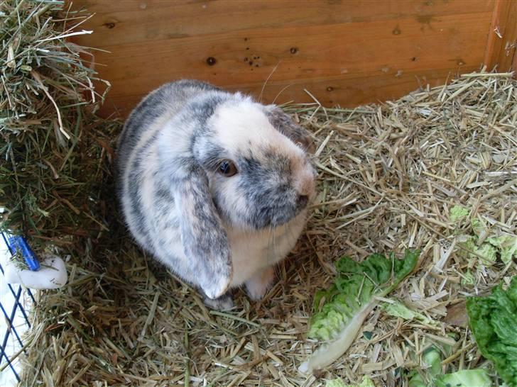 Kanin Hannibal R.I.P - Foto: mig billede 7
