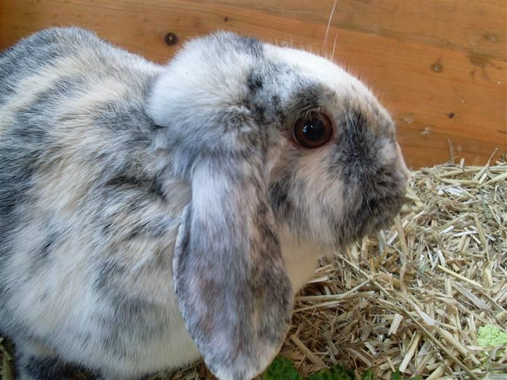 Kanin Hannibal R.I.P - Foto: mig billede 8