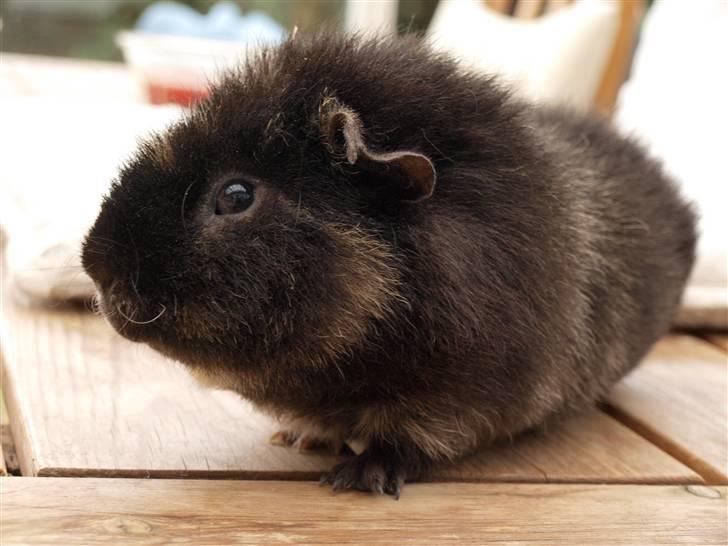 Marsvin Alpha 'Bjørnen Bamse' - Alpha som model :p billede 7