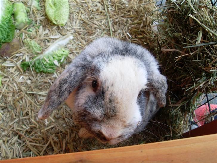 Kanin Hannibal R.I.P - Foto: mig billede 9