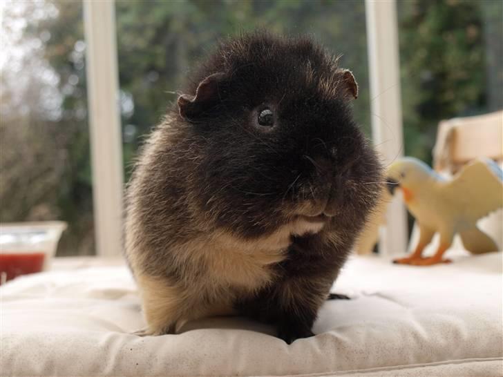 Marsvin Alpha 'Bjørnen Bamse' - "HalløøøøøøøøøøøøøøøøøøøøøøJ!! :p" billede 8