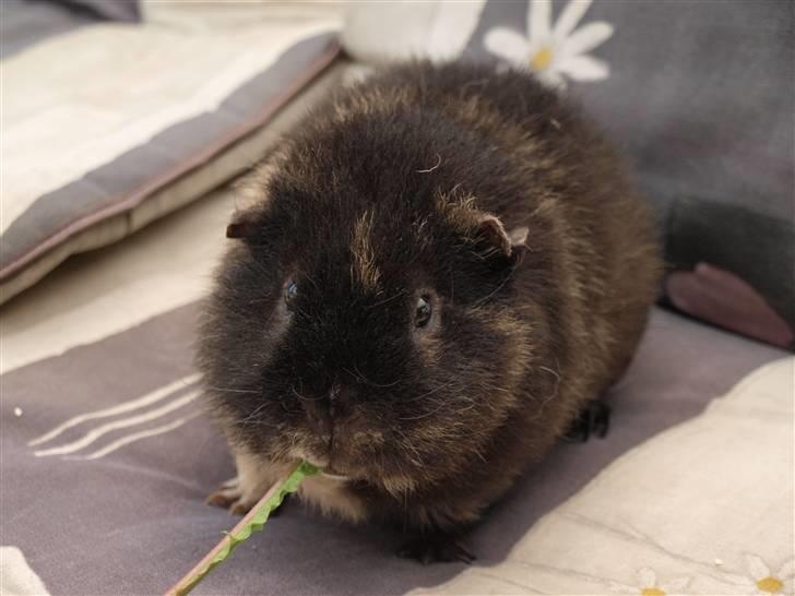 Marsvin Alpha 'Bjørnen Bamse' billede 9