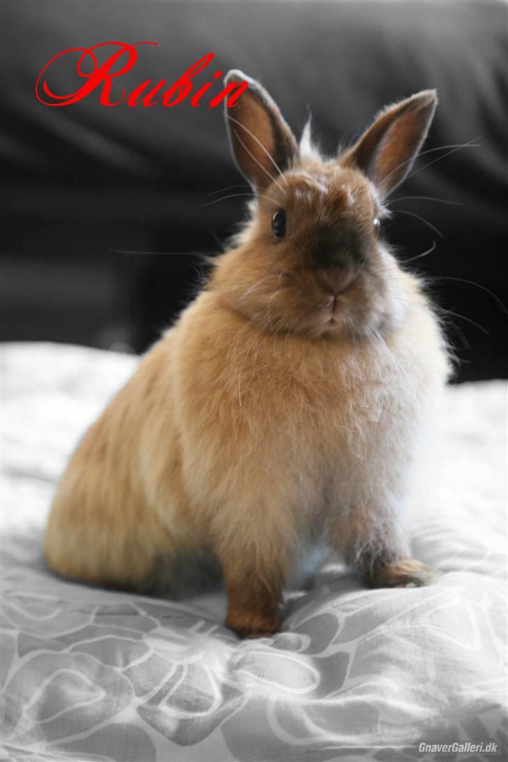 Kanin Rubin - Velkommen til Rubins profil <3 billede 1