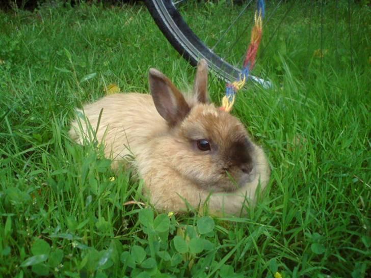 Kanin Rubin - Afslapning ved siden af min cykel på en lille tur (; billede 5