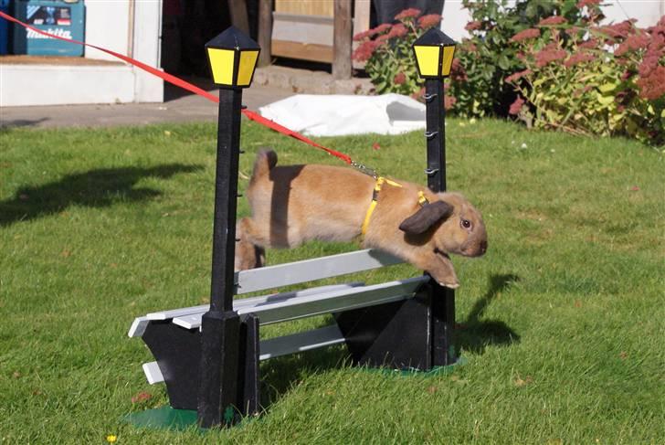 Kanin - Dværgvædder XaToos Lyra af Hønsehuset billede 10