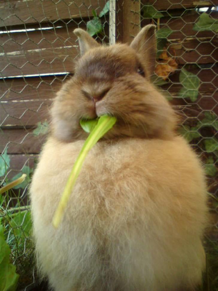 Kanin Rubin - Uhm! Mælkebøtteblade er altså bare det bedste ! billede 6