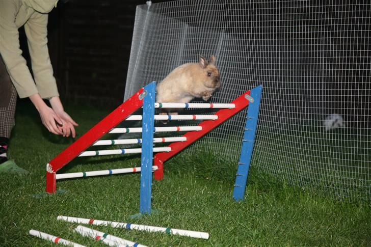 Kanin Rubin billede 7