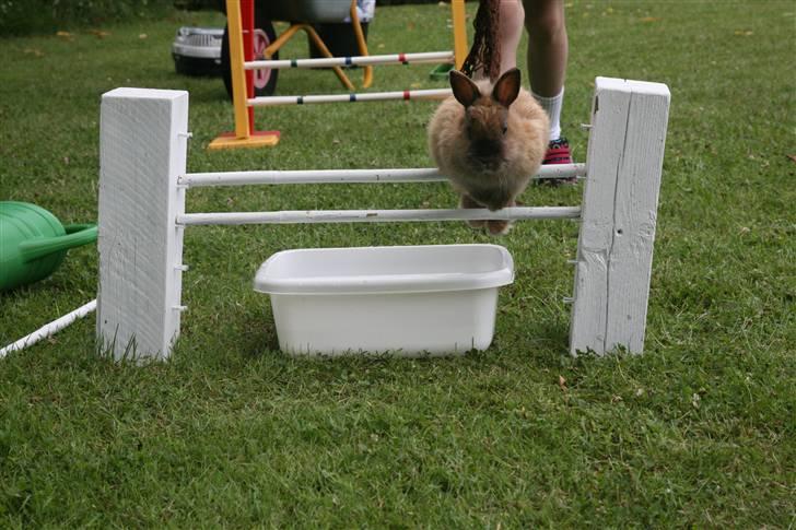 Kanin Rubin - Bubber og min lillesøster der hopper vandgrav :) billede 9